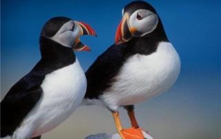 two pelicans